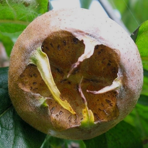 Mispel 'Westerveld'