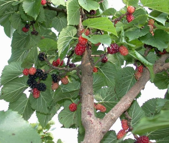 Moerbei, Zwarte