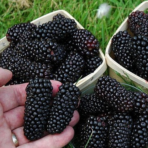 Moerbei, Dwerg ‘Gerardi Dwarf’