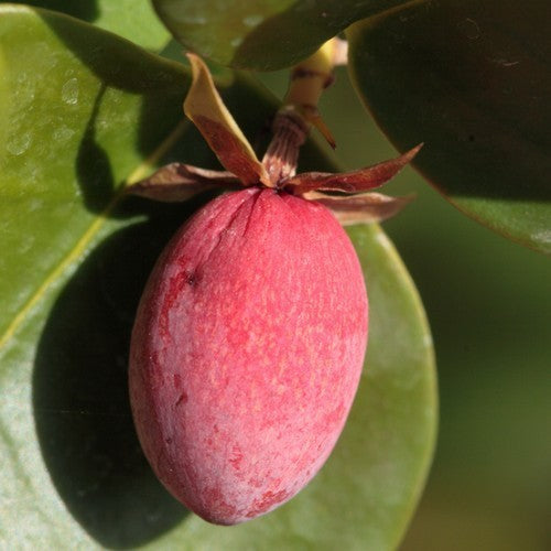 Natalpruim
