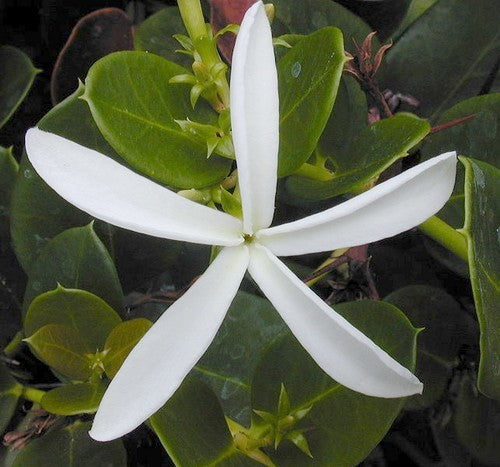 Natalpruim