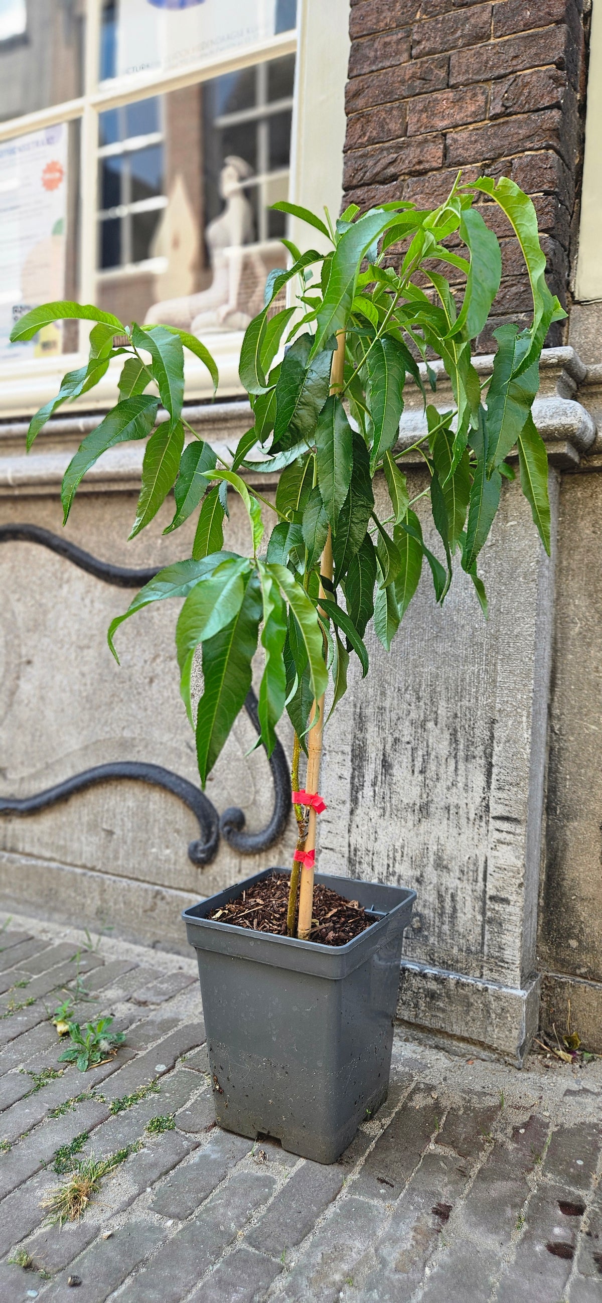 Nectarine, Dwerg 'Dwarf'