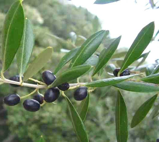 Olive