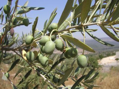 Olive