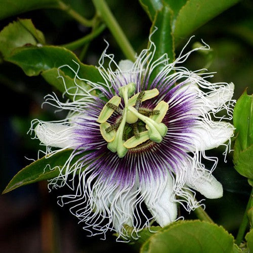 Passievrucht 'Purple Giant'