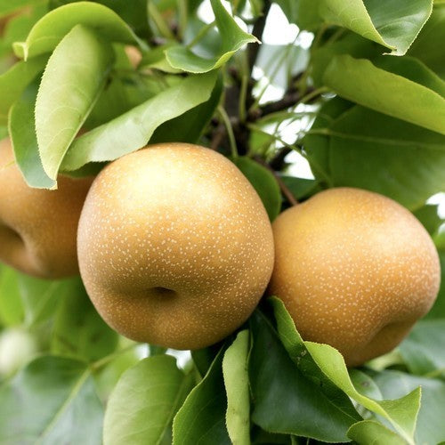 Peer, Nashi 'Niitaka'