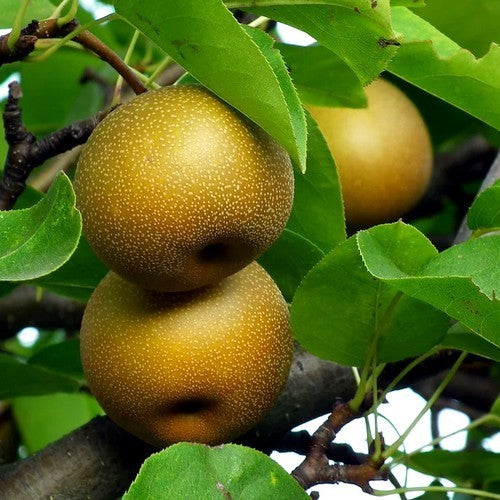 Peer, Nashi 'Hayatama'