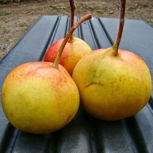 Peerlijsterbes 'Shipova'