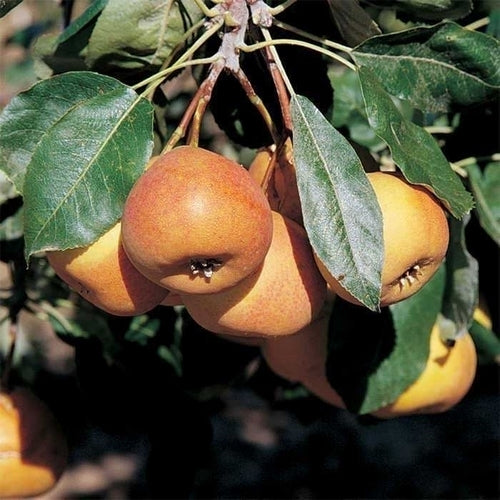 Peerlijsterbes 'Shipova'