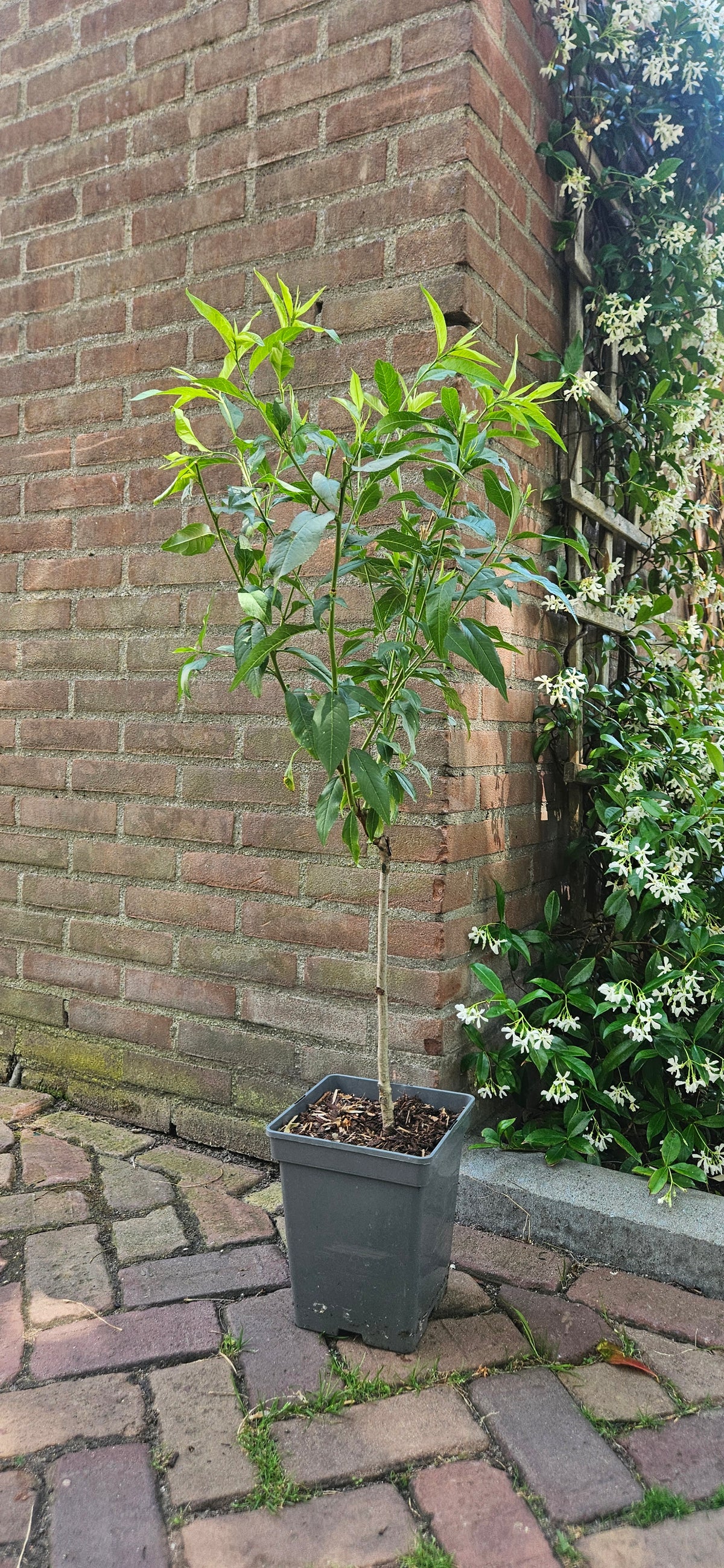 Peach 'Patio'