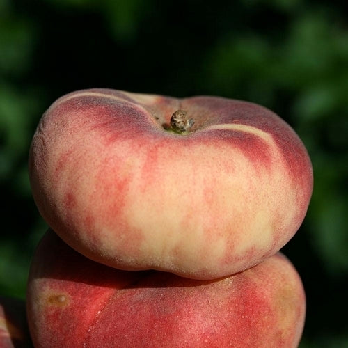 Peach, Wild 'Saturn' / 'Louis'