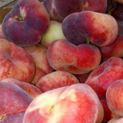 Peach, Wild 'Saturn' / 'Louis'