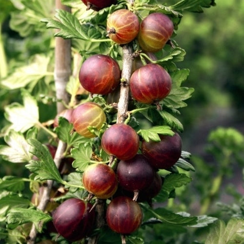Prairiebes 'Jahn'S Prairie''