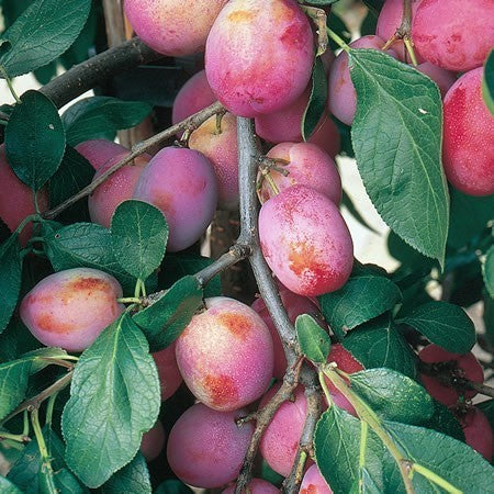Pruim 'Victoria'