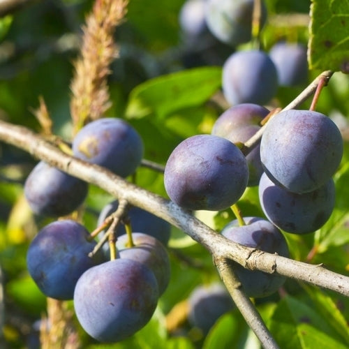 Pruim, Mirabel 'Haferschlehe'