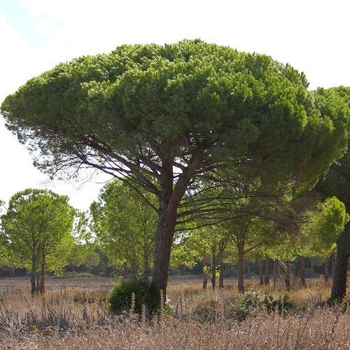 Pijnboom