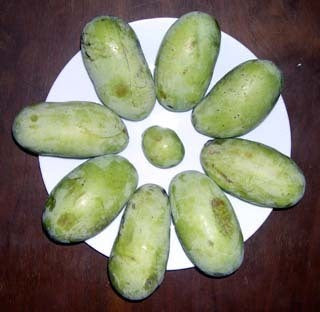 Custard Apple 'Seedling' Small