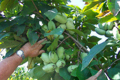 Custard Apple 'Seedling' Small