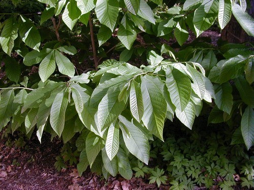 Custard Apple 'Seedling' Small
