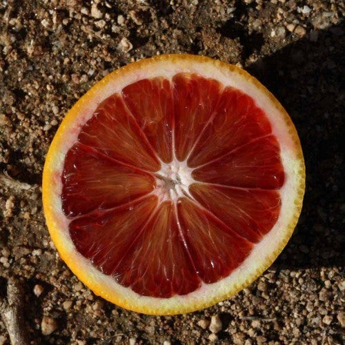Sinaasappel, Bloed 'Red Orange'