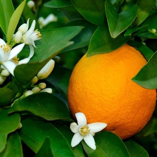 Sinaasappel 'Orangin' / 'Arancio'