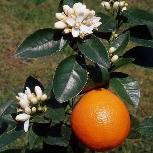 Sinaasappel 'Orangin' / 'Arancio'