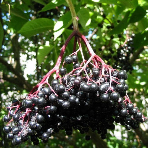 Elderberry, Black 'Black Tower' Small