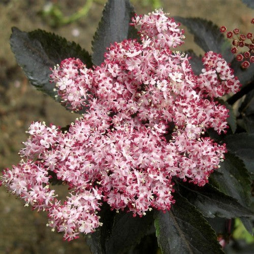 Elderberry, Black 'Black Tower' Small
