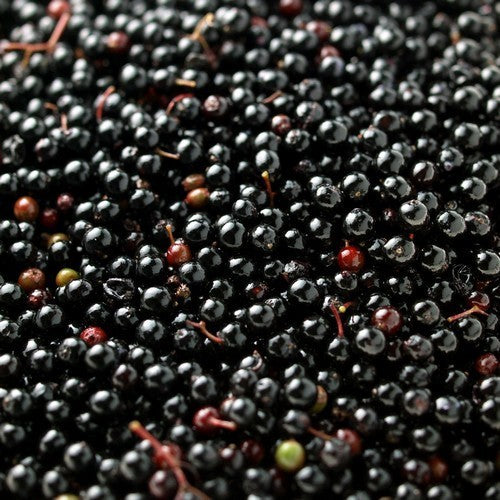 Elderberry, Black 'Black Tower' Small