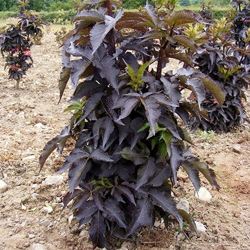 Elderberry, Black 'Black Tower' Small