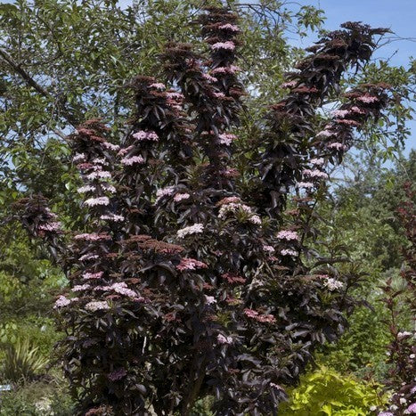 Elderberry, Black 'Black Tower' Small
