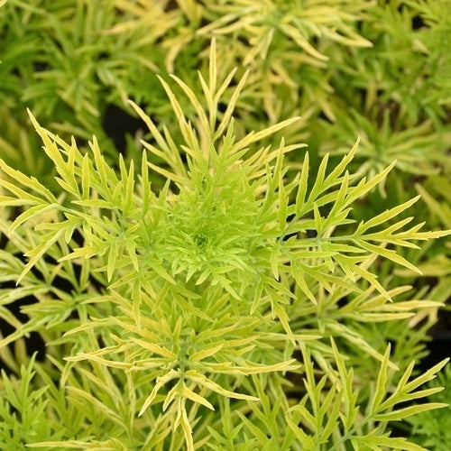 Vlier, GoudGele 'Golden Tower'