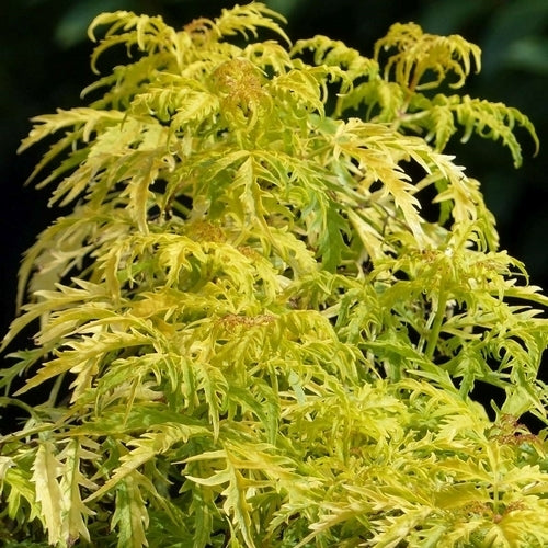 Vlier, GoudGele 'Golden Tower'