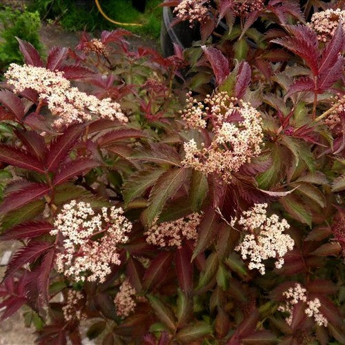 Vlier, Bronzen 'Serenade'