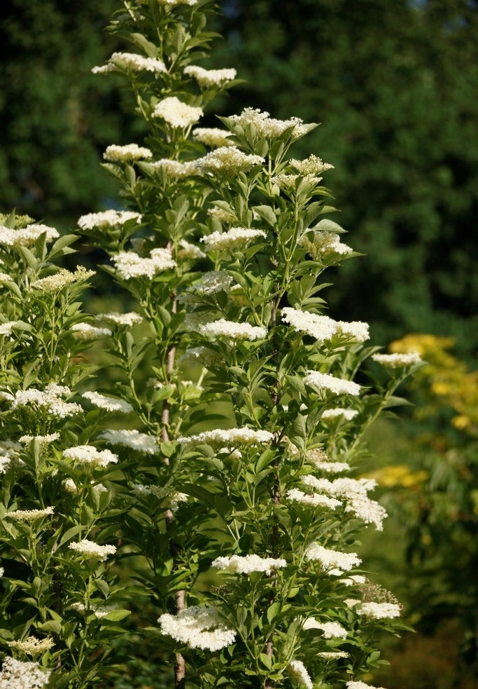 Vlier, Zuilvormige 'Obelisk' / 'Pyramidalis'
