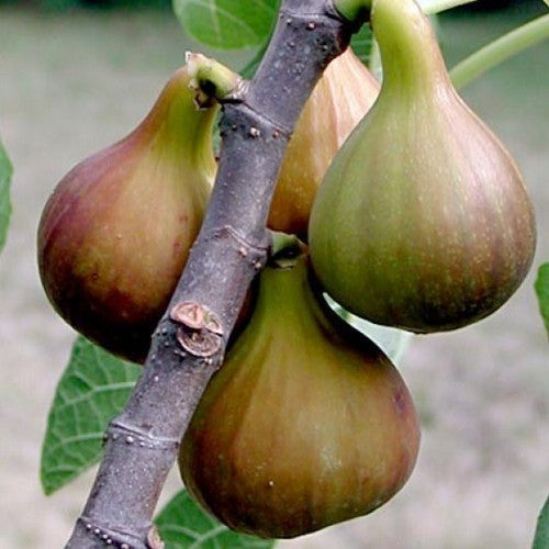 Vijg 'Bayernfeige Violetta'