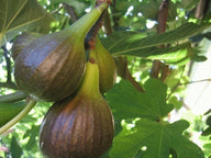 Vijg 'Bornholm'S Diamant'' - 1 plant