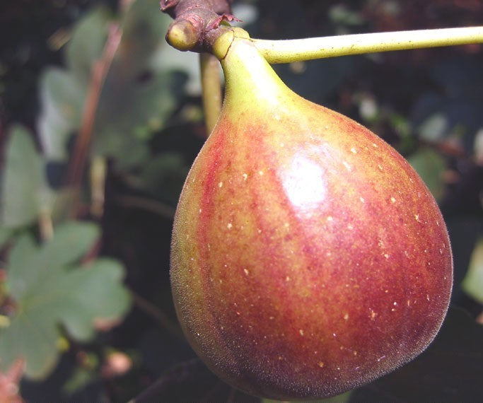 Vijg 'Brown Turkey'