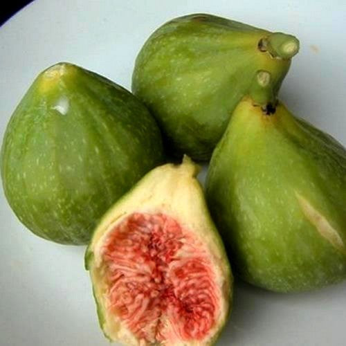 Vijg 'Dottato' / 'Dottato Bianco' / 'Kadota'
