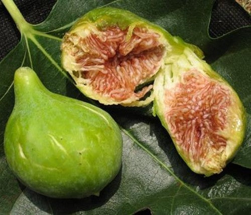 Vijg 'Dottato' / 'Dottato Bianco' / 'Kadota'