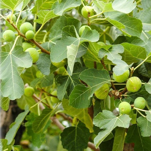 Vijg 'Dottato' / 'Dottato Bianco' / 'Kadota'