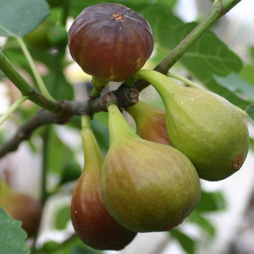 Vijg 'Goutte d'Or' / 'Dorée''