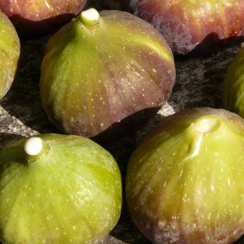 Vijg 'Goutte d'Or' / 'Dorée''