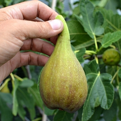 Vijg 'Gustis Twotimer' / 'Gustissimo'