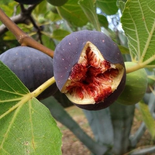 Vijg 'Sultane' / 'Noire de Bellone'