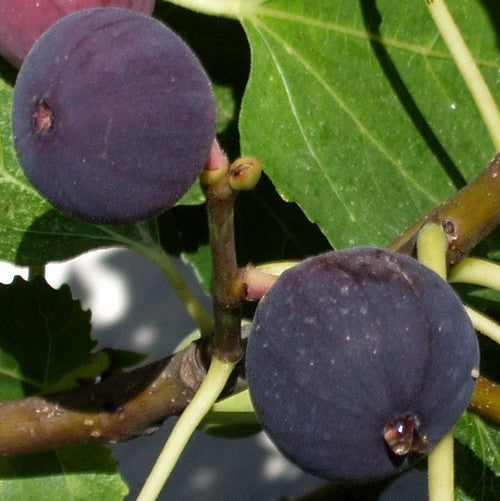 Vijg 'Violette Normande'
