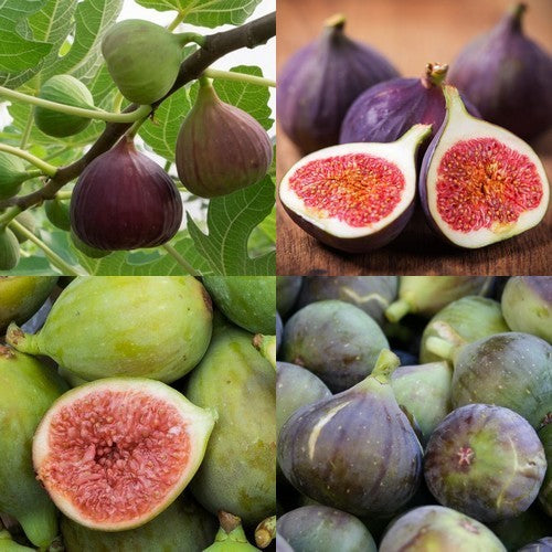 Figs the Collection