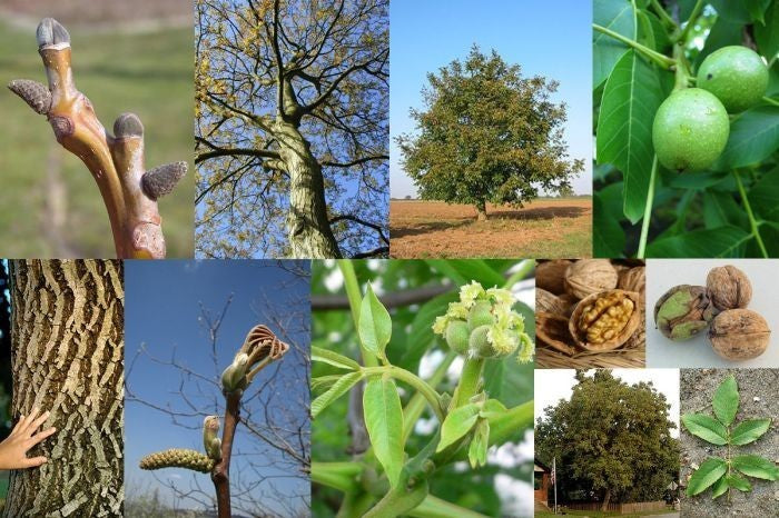 Walnut