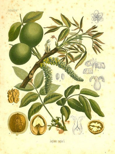 Walnut