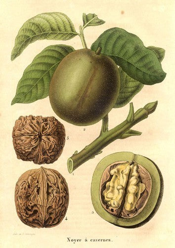 Walnut